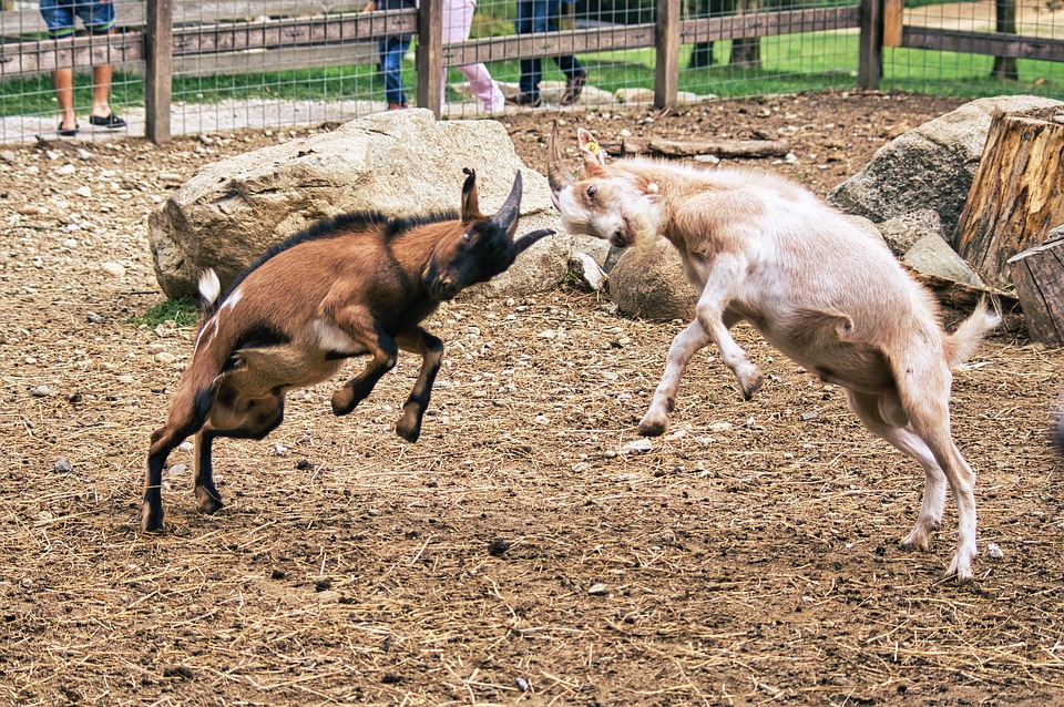 goat-6919250_960_720 (1)